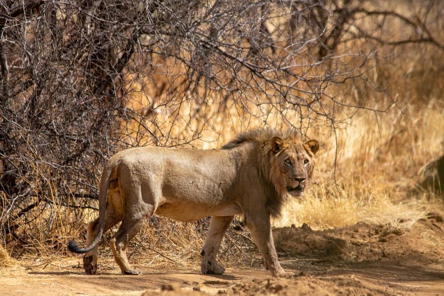 TimBila Nature Reserve - lion Thar