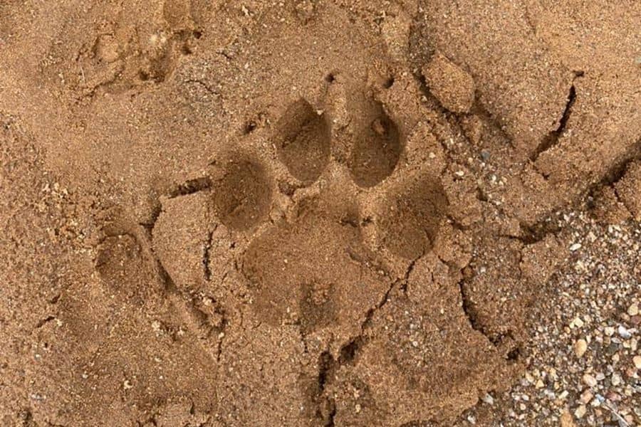 Paw Print in sand