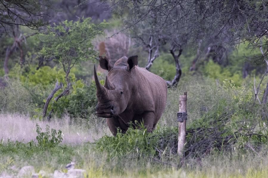 TimBila Nature Reserve by Naankuse - Rhino